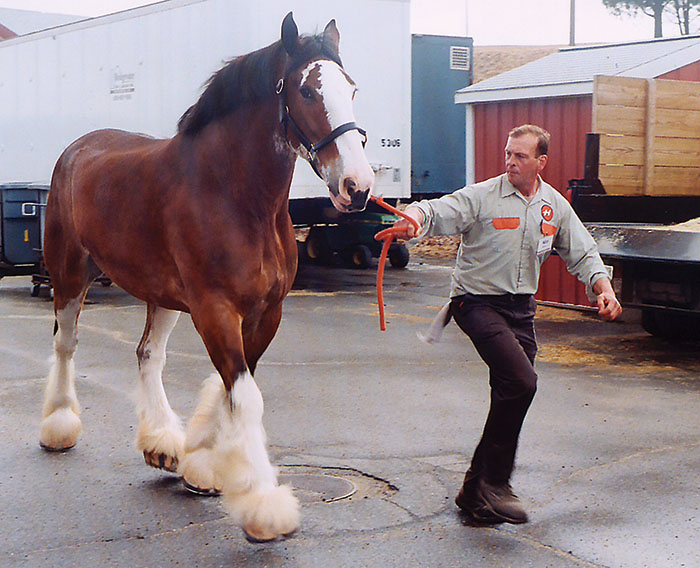 Tufts Delves Into Drafts American Farriers Journal