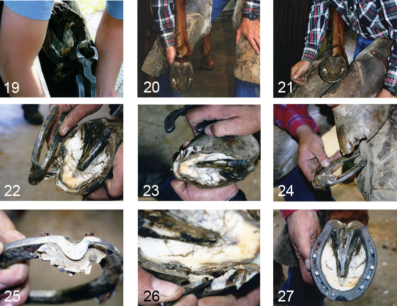 Horseshoe Removal 101 20060701 American Farriers Journal