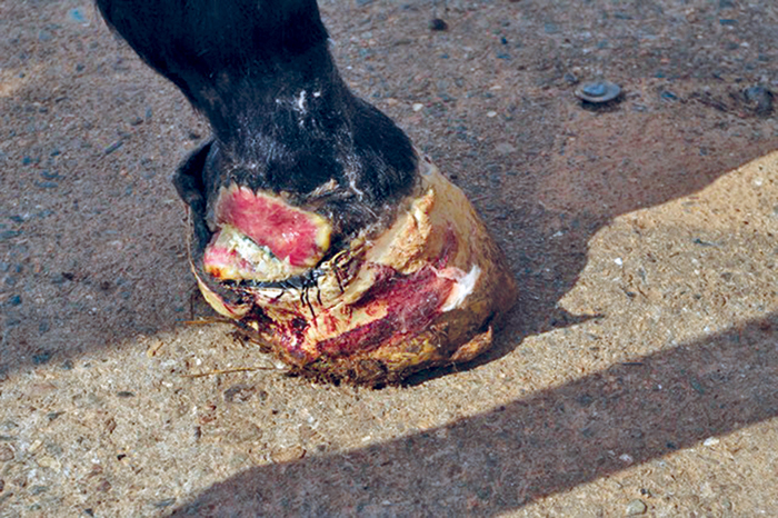 Worst Foot He's Seen | 7/1/2011 | American Farriers Journal