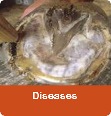 Diseases Tips