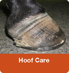 Hoof Care Tips