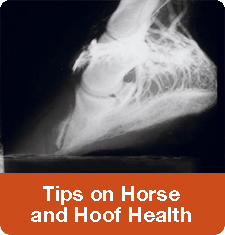 Tips on Horse and Hoof Health