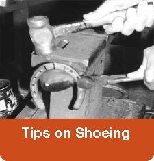 Tips on Shoeing