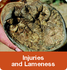 Injuries and Lameness Tips