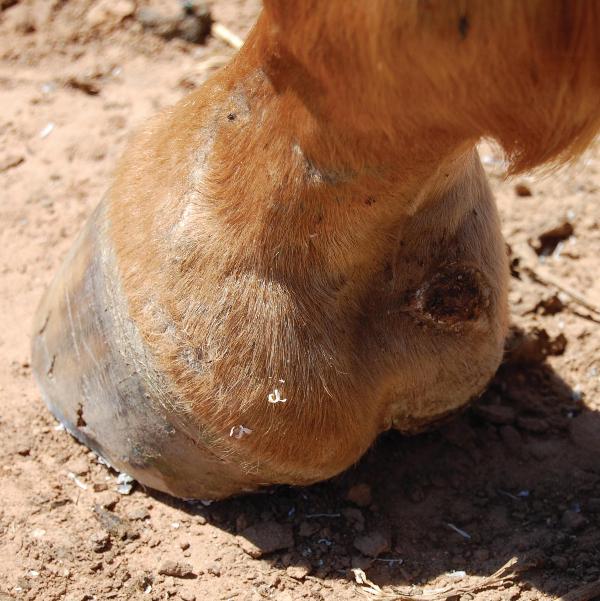 Puncture Wound