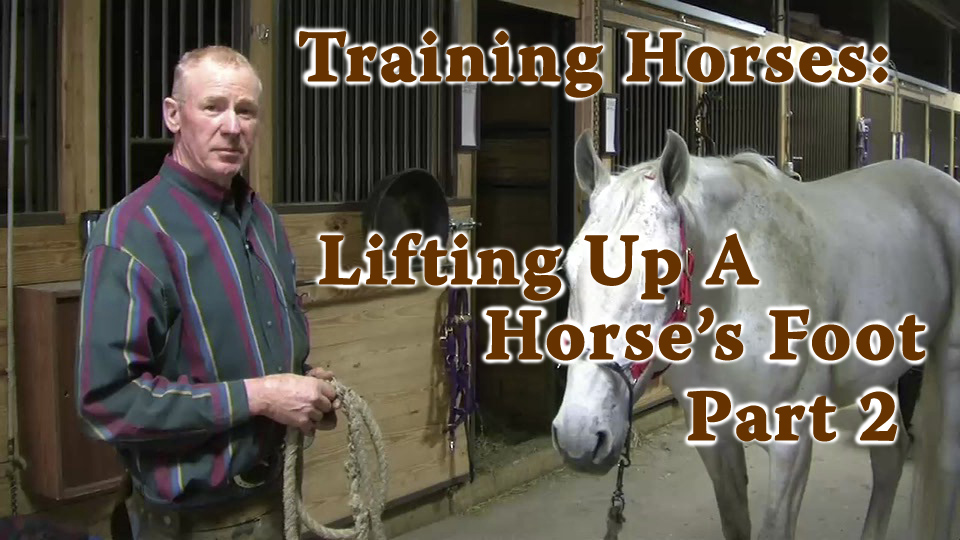 Training Horses: Lifting Up A Horse's Foot (Part 2)