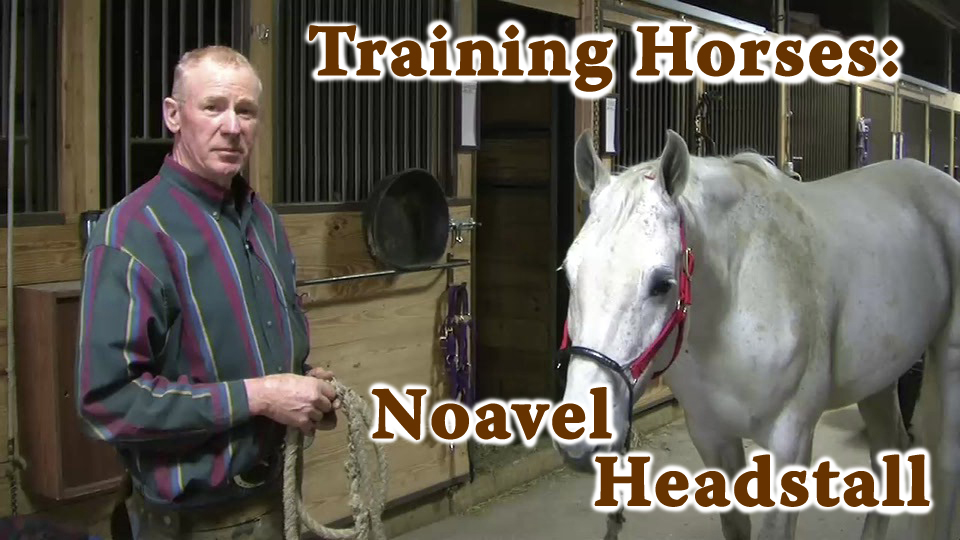 Training Horses: Noavel Headstall