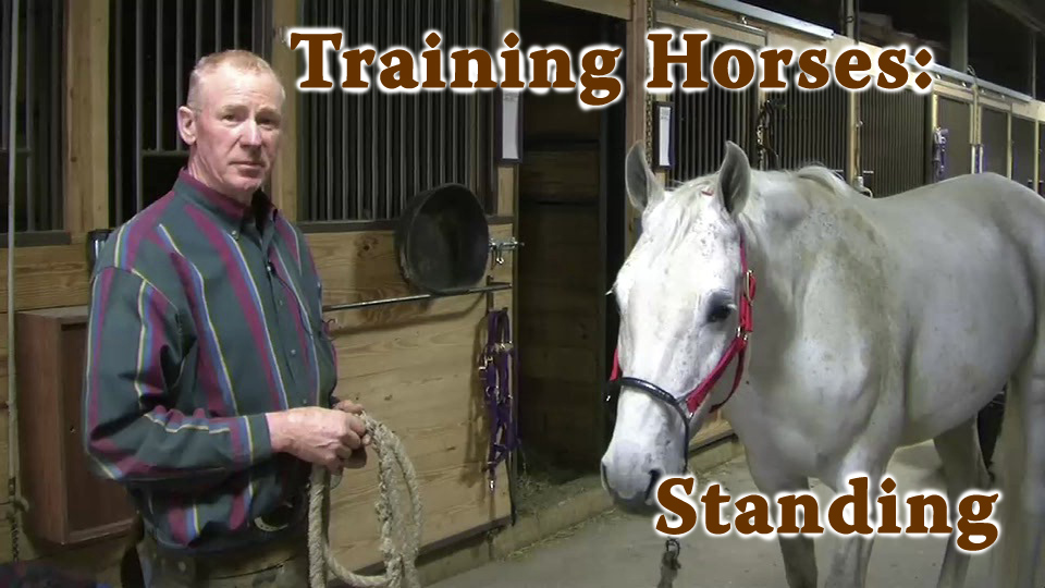 Training Horses: Standing
