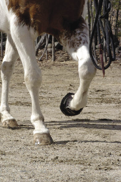 An improperly fitted boot can sometimes lead to a lost or damaged boot when clients are out riding on the trail. Any problems that occur due to the boot rub- bing on part of the foot or hoof are normally due to improper fitting of the boot.