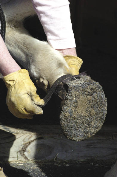 Retained moisture in a boot can sometimes make the foot soft. Since dirt and rocks can get into the boots and end up being driven into parts of the hoof, it&rsquo;s critical that boots always be thoroughly cleaned and dried after each use.