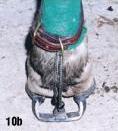 Bungee Shoe