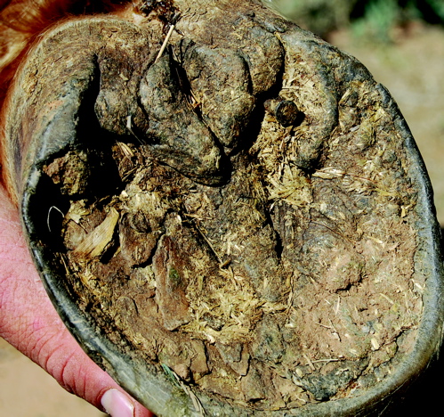 Hoof puncture