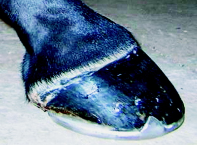 Long toe, low heel Long toe, low heel