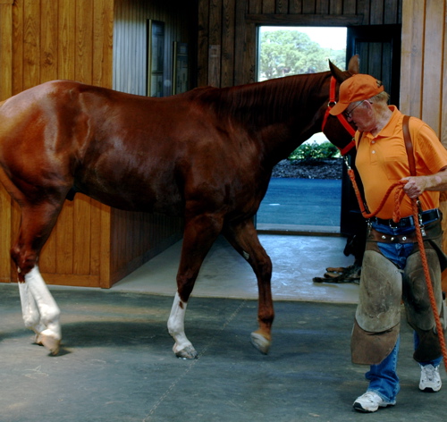 Leading a horse Leading a horse