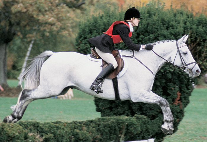 hunters and jumpers
