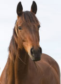 Thoroughbred Thoroughbred