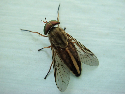 horse fly