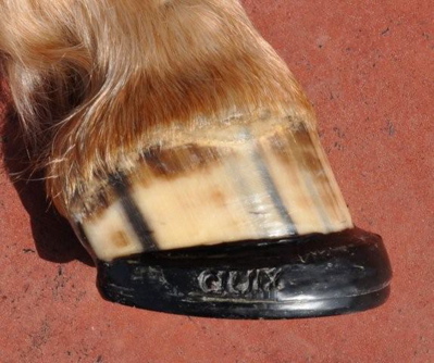 Derek Poupard Shoe Derek Poupard Shoe