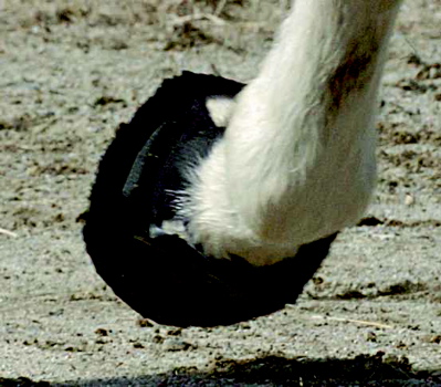 hoof boot