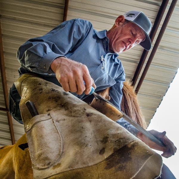 Farriers at Work Blane Chapman