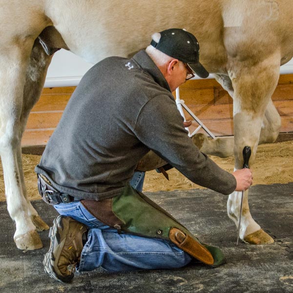 Wisconsin Equine Clinic