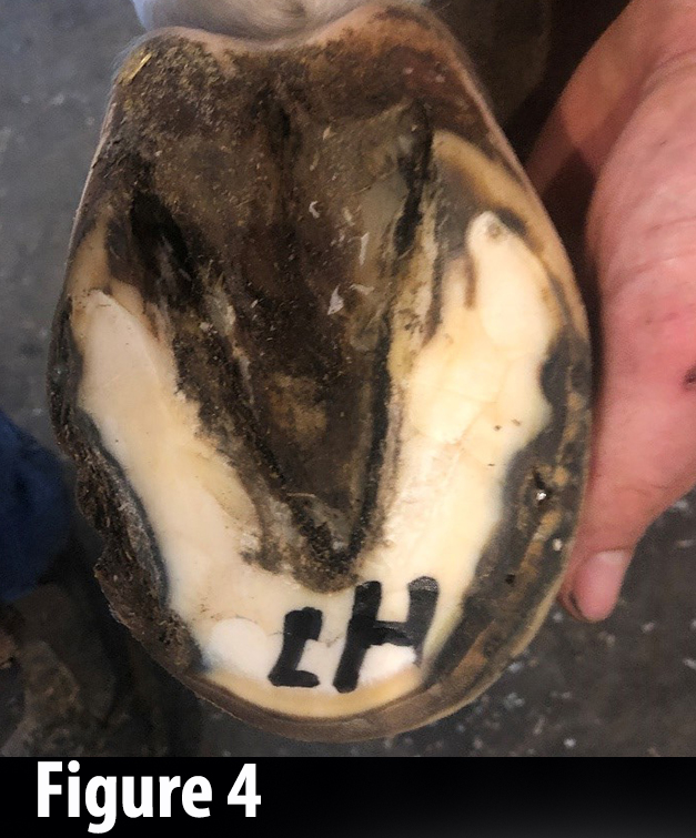 Horse hoof after copper alloy use