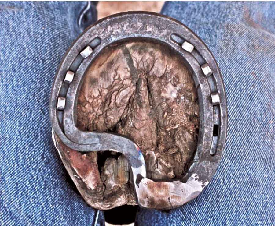 traditional Z-bar shoe on horses foot farriers point of view