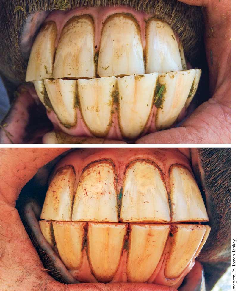 Are Equine Hoof Wear and Teeth Linked?