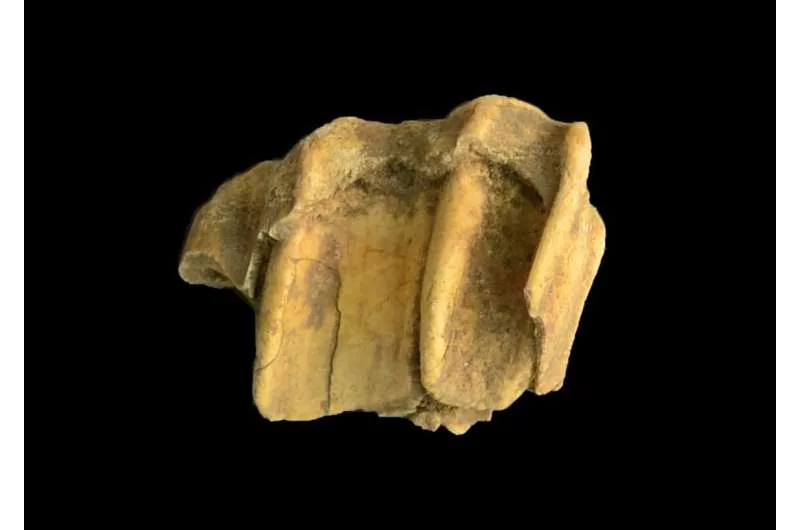ancient-dna-clarifies-centuries-old-horse-mystery.jpeg