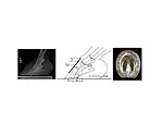 Esco Buff's Professional Farrier Service LLC Consultation and Radiology Services_0323 copy.jpg