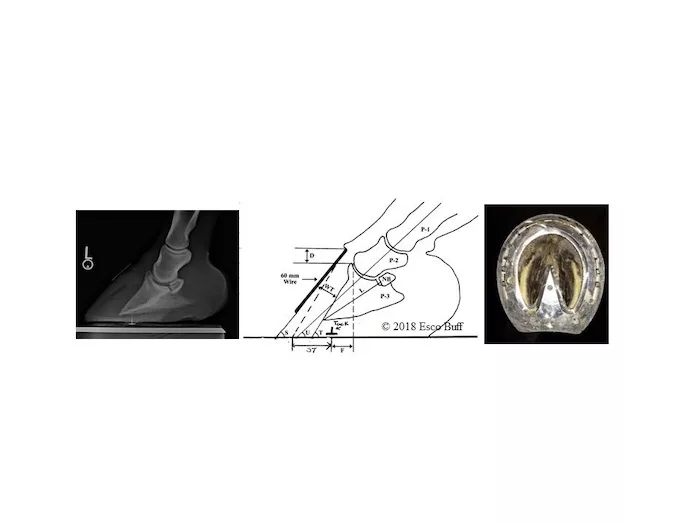 Esco Buff's Professional Farrier Service LLC Consultation and Radiology Services_0323 copy.jpg