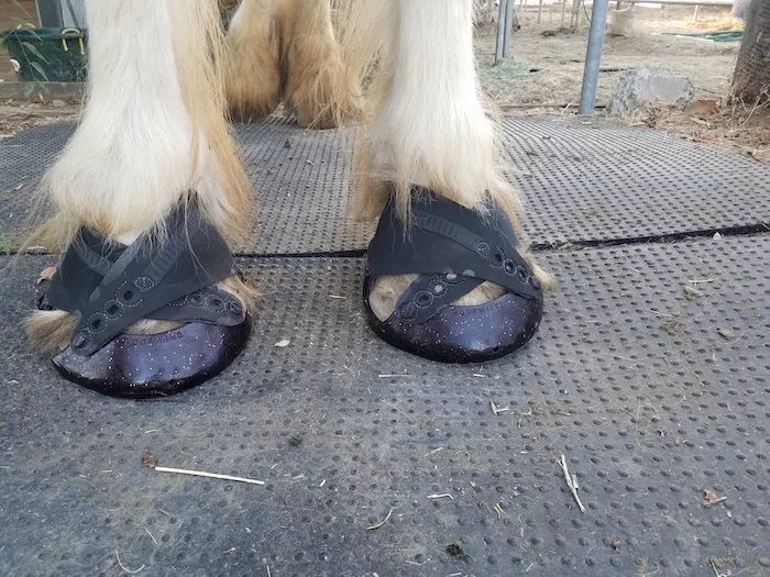 Hoofwings Hoof Boots_0323 copy.JPG