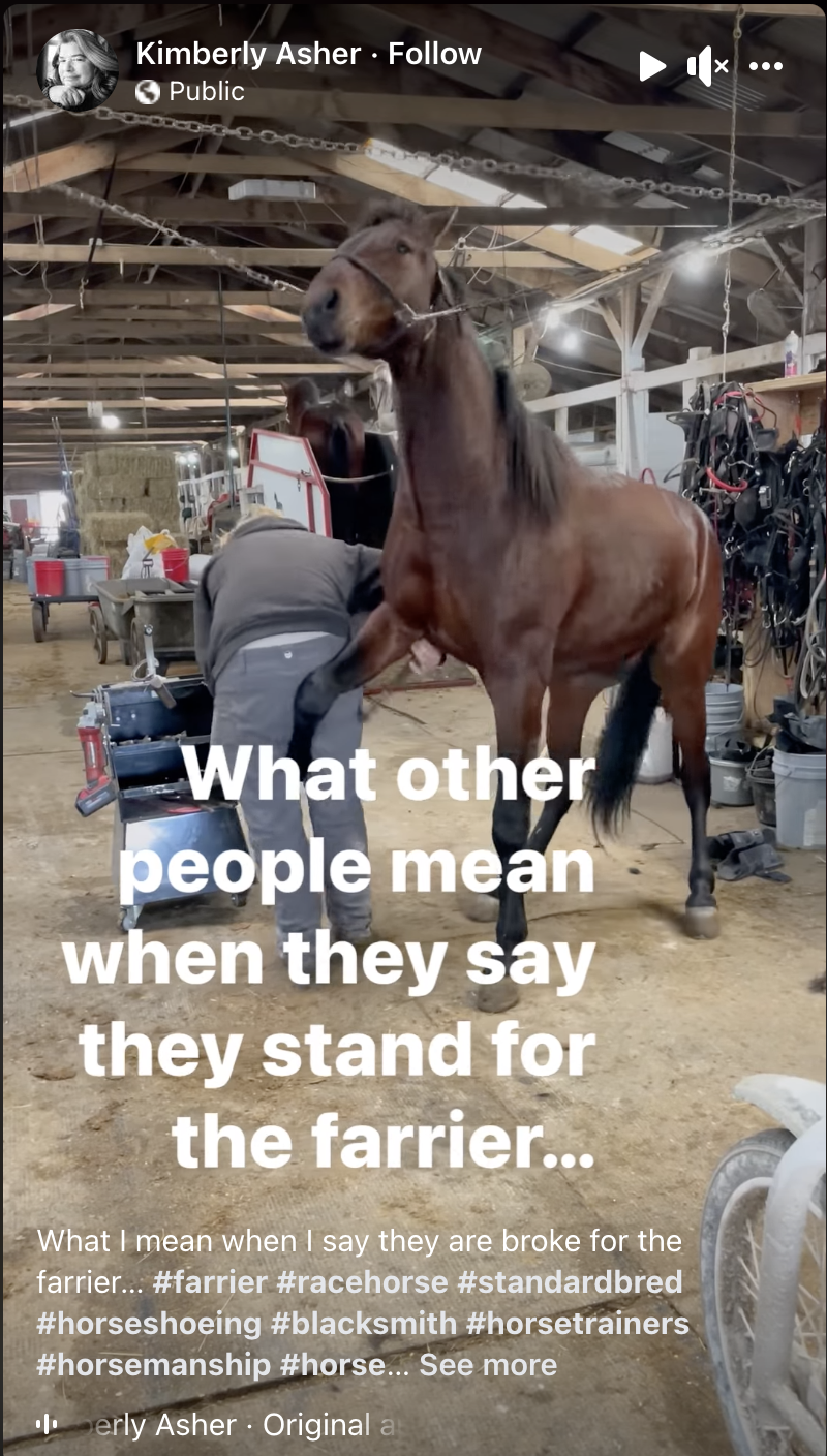 They-stand-for-the-Farrier