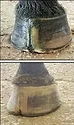 Hoof repair enterprises.jpg
