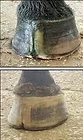 Hoof repair enterprises.jpg