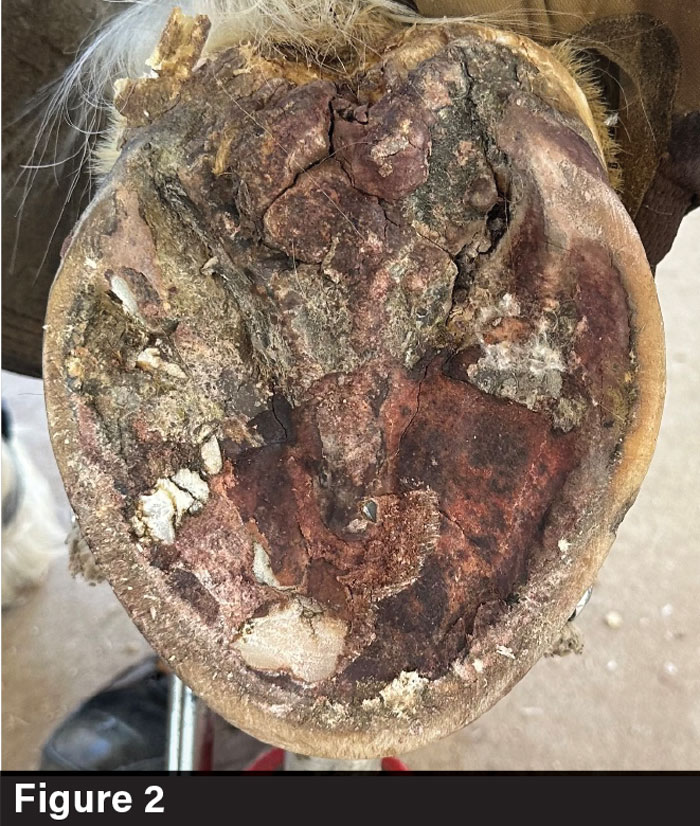A horse presents with coronitis associated with canker