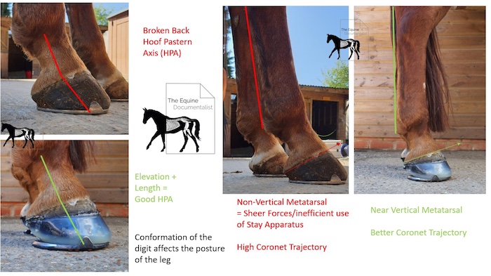 the-equine-documentalist-posture.jpg