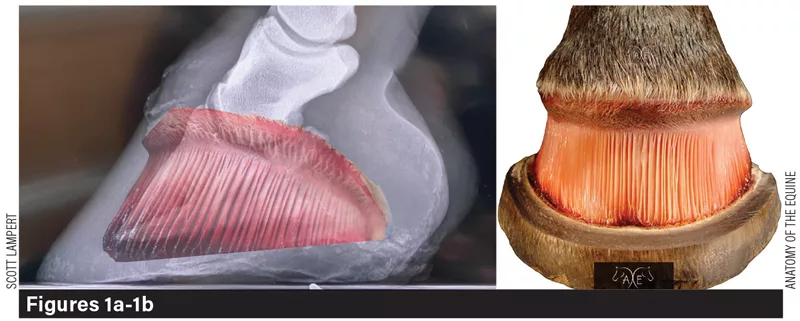 F1ab_PerformanceLaminitis.png