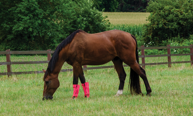 Equine Nutrition Horse