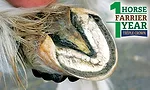 Open 1 Horse_Hind-foot-before-trimming.png