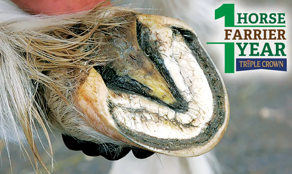 Open 1 Horse_Hind-foot-before-trimming.png