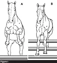 Conformation-Figure-1.jpg