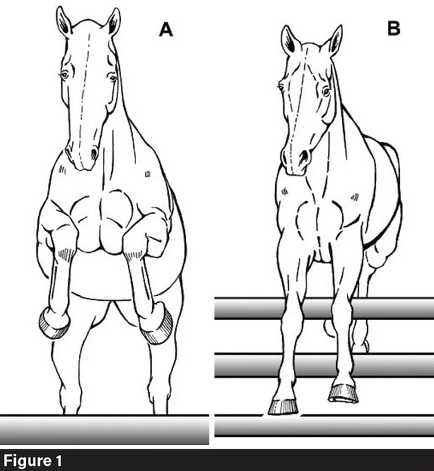 Conformation-Figure-1.jpg