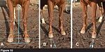 Conformation-Figure-10.jpg