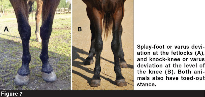 Forelimb Psd In Horses
