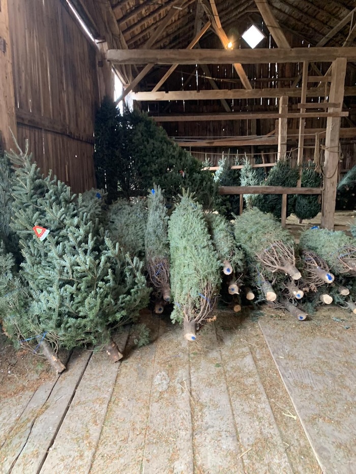 Homested-Christmas-Tree-Farm