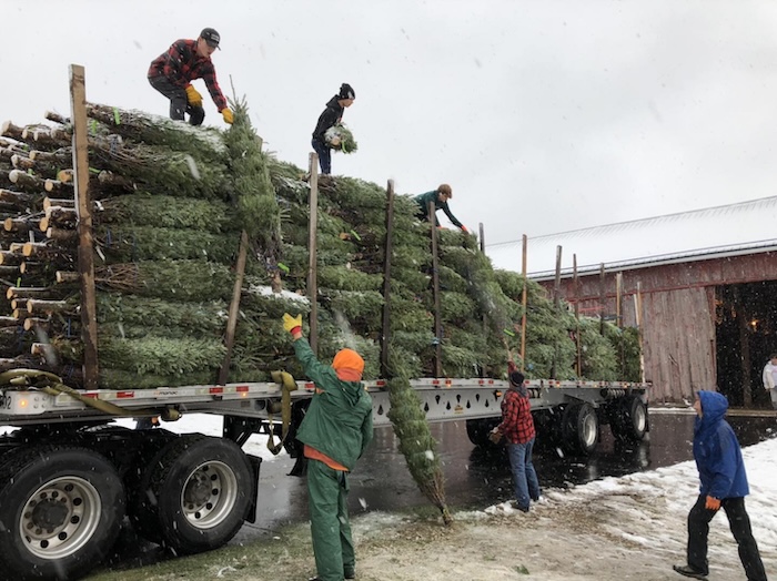 Ehlert-Christmas-Trees-Harvesting