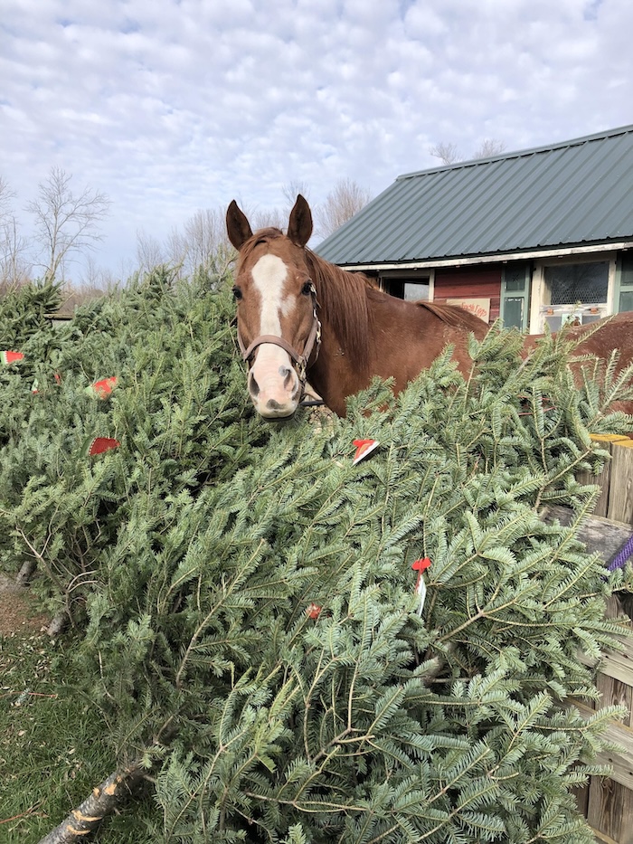 Homested-Christmas-Tree-Farm