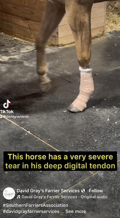 david-grey-farrier-services-reel.png