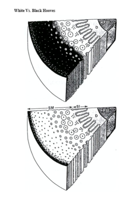black-vs.-white-hoof-pigmentation